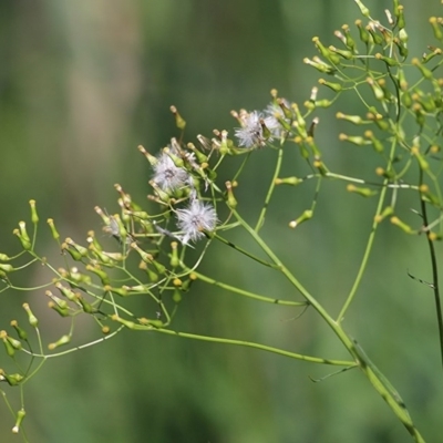 Senecio (genus) (A Fireweed) at West Wodonga, VIC - 25 Oct 2020 by KylieWaldon