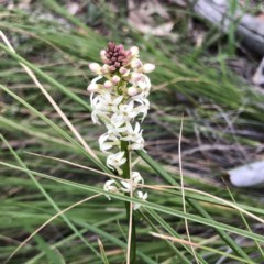 Stackhousia monogyna (Creamy Candles) at Mount Majura - 23 Sep 2020 by Rebeccaryanactgov