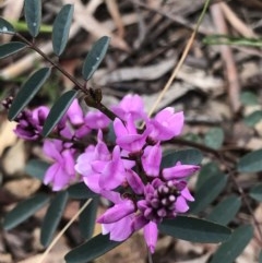 Indigofera australis subsp. australis (Australian Indigo) at Bruce Ridge - 24 Sep 2020 by Rebeccaryanactgov