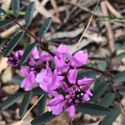 Indigofera australis subsp. australis (Australian Indigo) at O'Connor, ACT - 24 Sep 2020 by Rebeccaryanactgov