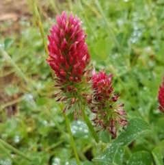 Trifolium incarnatum (Crimson Clover) at Lawson, ACT - 25 Oct 2020 by trevorpreston