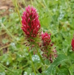 Trifolium incarnatum (Crimson Clover) at Reservoir Hill, Lawson - 24 Oct 2020 by trevorpreston