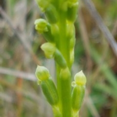 Microtis sp. (Onion Orchid) at Reservoir Hill, Lawson - 25 Oct 2020 by trevorpreston