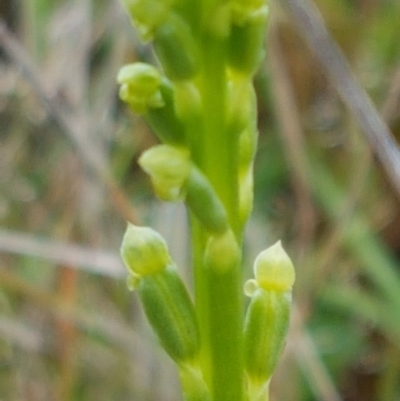 Microtis sp. (Onion Orchid) at Lawson, ACT - 24 Oct 2020 by tpreston