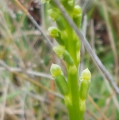 Microtis sp. at Lawson, ACT - suppressed