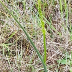 Microtis sp. at Lawson, ACT - 25 Oct 2020