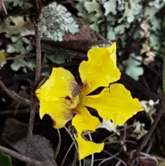 Goodenia hederacea subsp. hederacea (Ivy Goodenia, Forest Goodenia) at Lawson, ACT - 25 Oct 2020 by trevorpreston