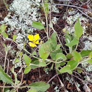 Goodenia hederacea subsp. hederacea at Lawson, ACT - 25 Oct 2020