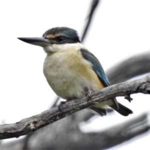 Todiramphus sanctus at Paddys River, ACT - 25 Oct 2020