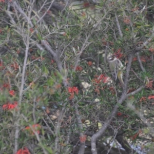 Melithreptus brevirostris at Wamboin, NSW - 26 Sep 2020