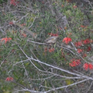 Melithreptus brevirostris at Wamboin, NSW - 26 Sep 2020