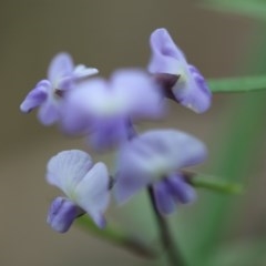 Glycine clandestina (Twining Glycine) at Eurobodalla National Park - 24 Oct 2020 by LocalFlowers