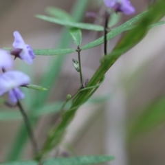 Glycine clandestina at Mystery Bay, NSW - 25 Oct 2020