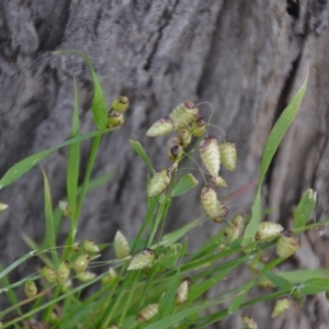 Briza maxima at Wamboin, NSW - 26 Sep 2020