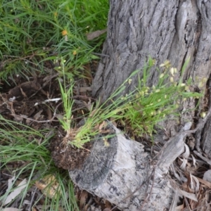 Briza maxima at Wamboin, NSW - 26 Sep 2020