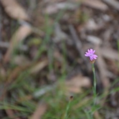 Petrorhagia nanteuilii (Proliferous Pink, Childling Pink) at Wamboin, NSW - 26 Sep 2020 by natureguy