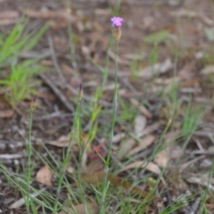 Petrorhagia nanteuilii at Wamboin, NSW - 26 Sep 2020