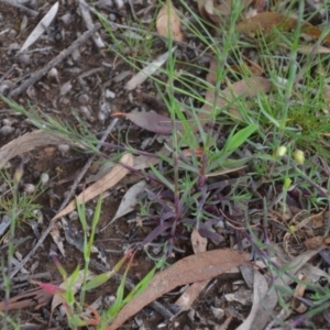 Petrorhagia nanteuilii at Wamboin, NSW - 26 Sep 2020