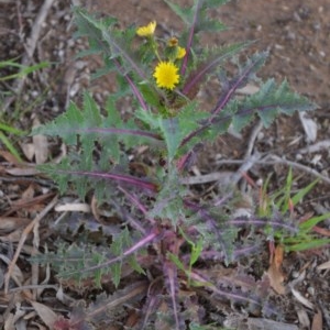 Sonchus asper at Wamboin, NSW - 26 Sep 2020