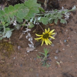 Arctotheca calendula at Wamboin, NSW - 26 Sep 2020