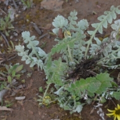 Arctotheca calendula at Wamboin, NSW - 26 Sep 2020