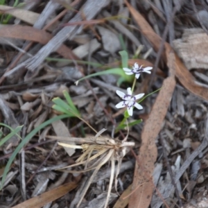 Wurmbea dioica subsp. dioica at Wamboin, NSW - 26 Sep 2020