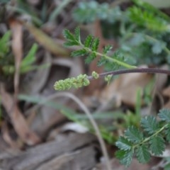 Acaena echinata (Sheeps Burr) at Wamboin, NSW - 26 Sep 2020 by natureguy