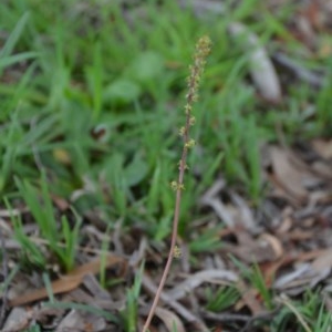 Acaena echinata at Wamboin, NSW - 26 Sep 2020