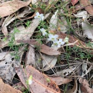 Mitrasacme polymorpha at Termeil, NSW - 24 Oct 2020 12:45 PM