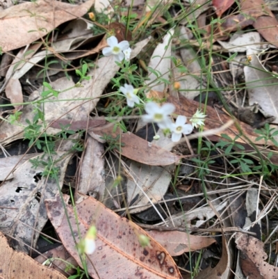 Mitrasacme polymorpha (Varied Mitrewort) at Meroo National Park - 24 Oct 2020 by margotallatt