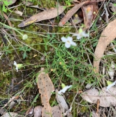 Mitrasacme polymorpha at Termeil, NSW - 24 Oct 2020 12:45 PM