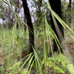 Anisopogon avenaceus at Lake Tabourie, NSW - 24 Oct 2020