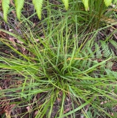 Anisopogon avenaceus at Lake Tabourie, NSW - 24 Oct 2020 12:34 PM