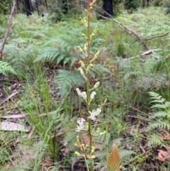 Lomatia ilicifolia (Holly Lomatia) at Lake Tabourie, NSW - 24 Oct 2020 by margotallatt