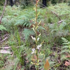 Lomatia ilicifolia (Holly Lomatia) at Meroo National Park - 24 Oct 2020 by margotallatt