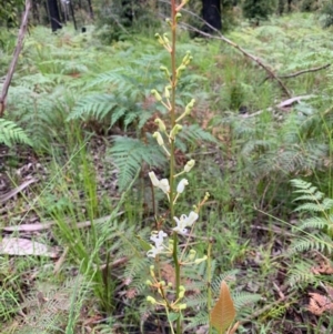 Lomatia ilicifolia at Lake Tabourie, NSW - 24 Oct 2020 12:30 PM