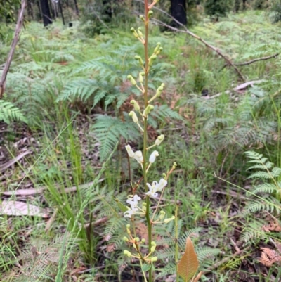 Lomatia ilicifolia (Holly Lomatia) at Lake Tabourie, NSW - 24 Oct 2020 by margotallatt
