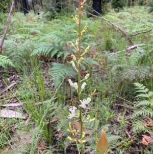 Lomatia ilicifolia at Lake Tabourie, NSW - 24 Oct 2020