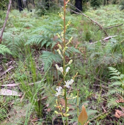 Lomatia ilicifolia (Holly Lomatia) at Lake Tabourie, NSW - 24 Oct 2020 by margotallatt
