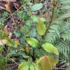 Lomatia ilicifolia at Lake Tabourie, NSW - 24 Oct 2020 12:30 PM