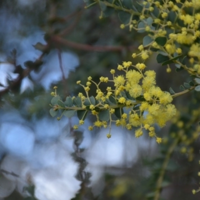 Acacia pravissima (Wedge-leaved Wattle, Ovens Wattle) at Wamboin, NSW - 26 Sep 2020 by natureguy