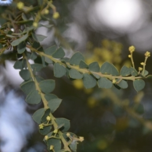 Acacia pravissima at Wamboin, NSW - 26 Sep 2020