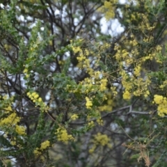 Acacia pravissima at Wamboin, NSW - 26 Sep 2020