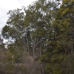 Acacia pravissima at Wamboin, NSW - 26 Sep 2020