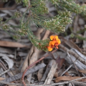 Dillwynia sericea at Wamboin, NSW - 26 Sep 2020