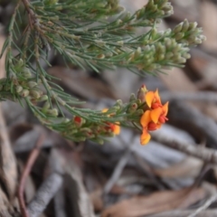 Dillwynia sericea at Wamboin, NSW - 26 Sep 2020