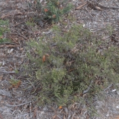 Dillwynia sericea at Wamboin, NSW - 26 Sep 2020