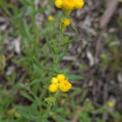 Chrysocephalum apiculatum (Common Everlasting) at Hughes, ACT - 24 Oct 2020 by JackyF