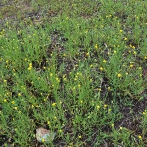 Chrysocephalum apiculatum at Hughes, ACT - 25 Oct 2020