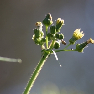 Sonchus oleraceus at West Wodonga, VIC - 25 Oct 2020